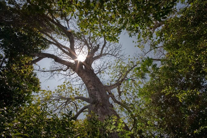 Tanzania-Chumbe-Island-Forest-Reserve