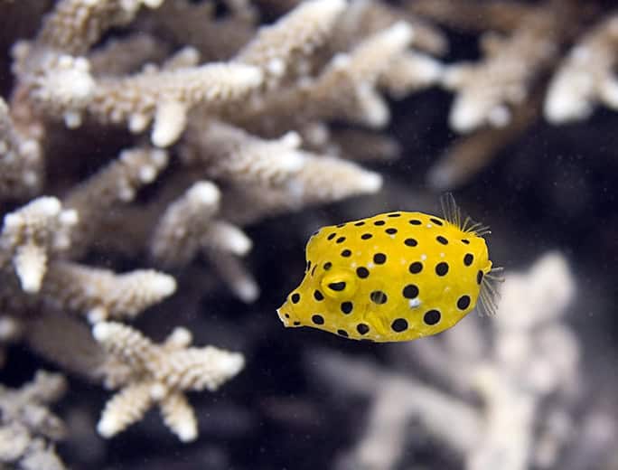 Tanzania-Chumbe-Island-Yellow-boxfish-juvenile-©-Oskar-Henriksson