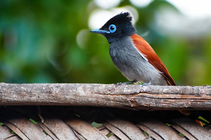 Tanzania-Chumbe-Island-african-paradise-flycatcher-1-©-Jimmy-Livefjord-684w