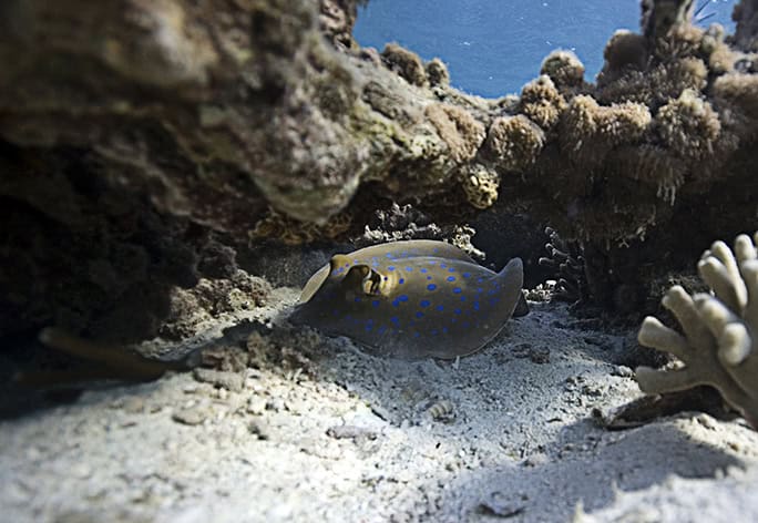 Tanzania-Chumbe-Island-blue-spotted-stingray-(c) oskar henriksson