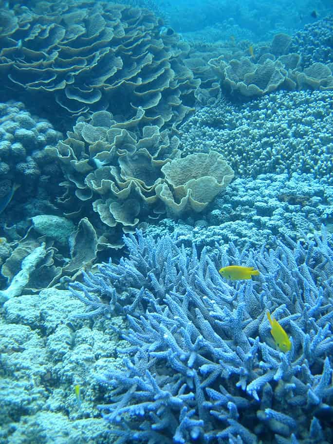 Tanzania-Chumbe-Island-corals