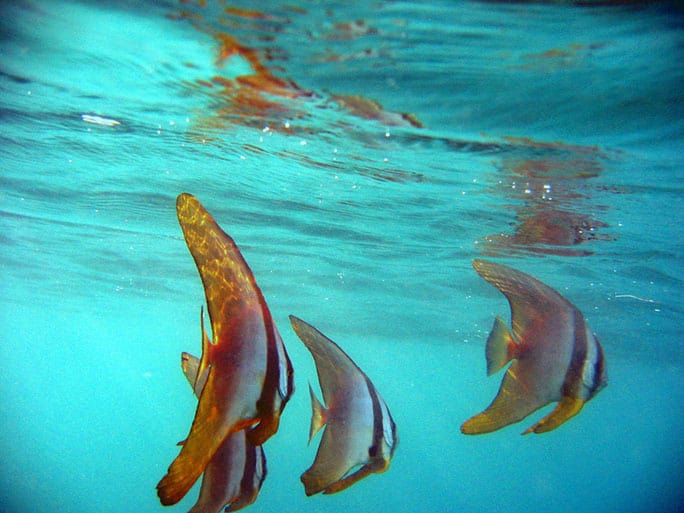 Tanzania-Chumbe-Island-fish