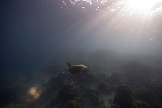 Tanzania-Chumbe-Island-hawksbill-in-flight-©-Oskar-Henriksson
