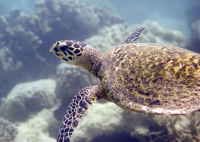 Tanzania Chumbe Island hawksbill turtle