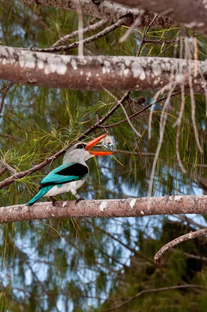 Tanzania-Chumbe-Island-kingfisher-(c) Oskar Henriksson