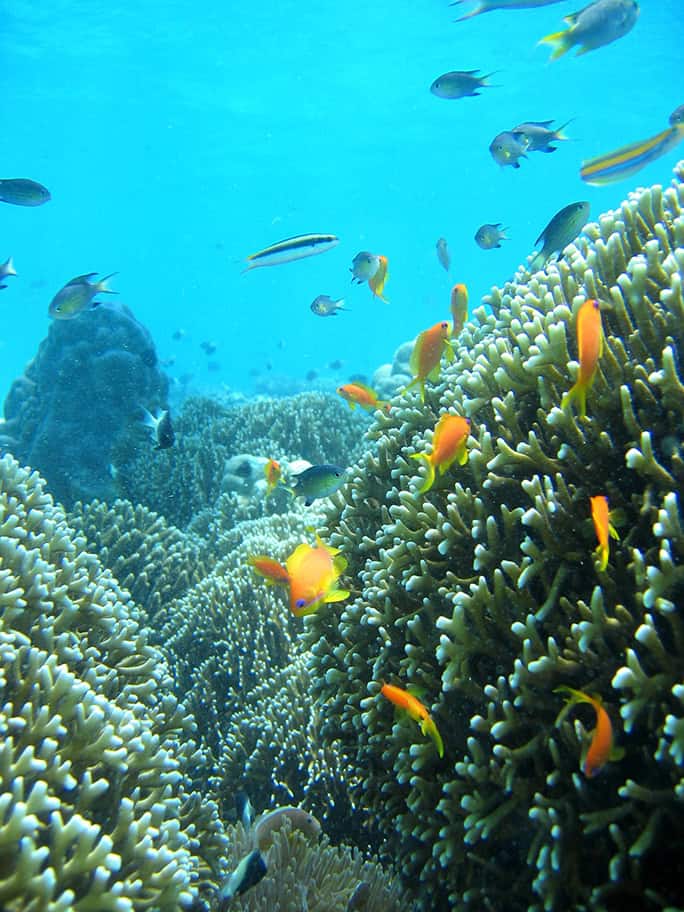 Tanzania-Chumbe-Tanzania-Anthias-and-fire-coral-©-Frida-Lanshammar-2006
