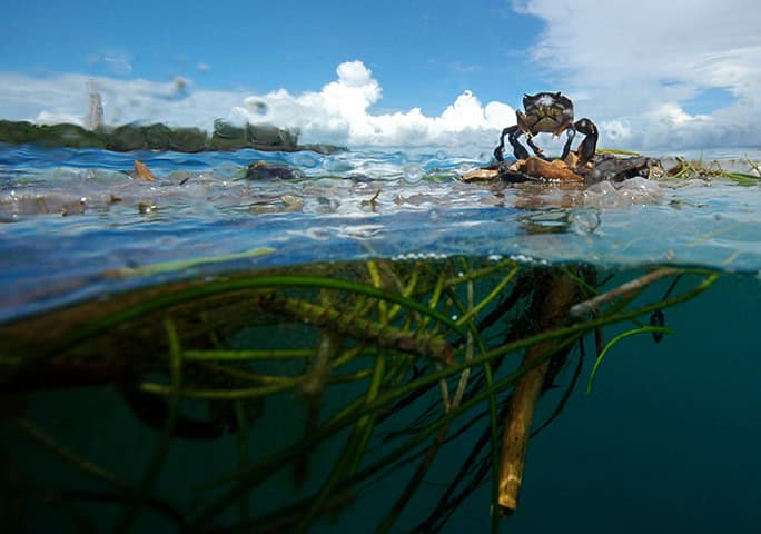 anzania-Chumbe-Island-stow-away-crab (c) oskar henriksson
