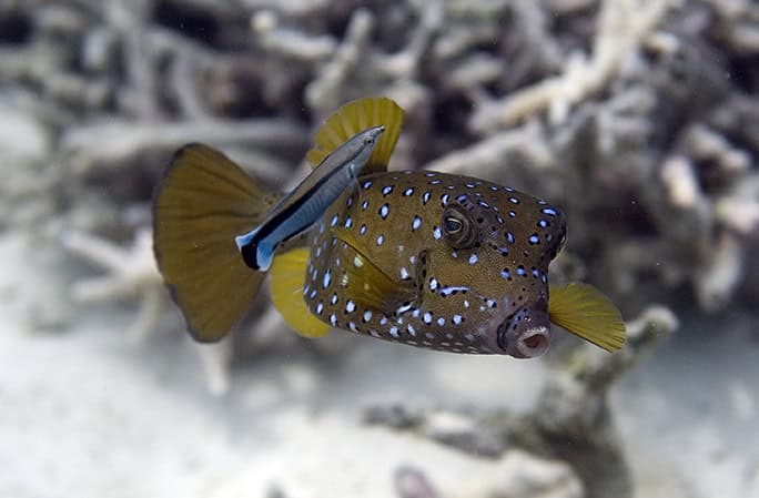 Tanzania-Chumbe-Yellow-boxfish-©-Oskar-Henriksso