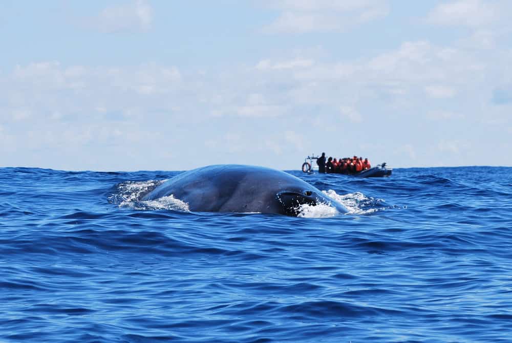 Blue whale & boat c/o WCA © Miranda van der Linde - WhaleWatch Azores Futurismo