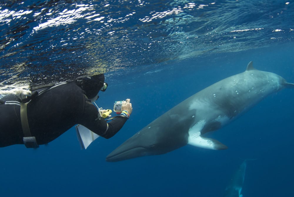 Dwarf minke whale research © Eye to Eye Marine Encounters c/o WCA