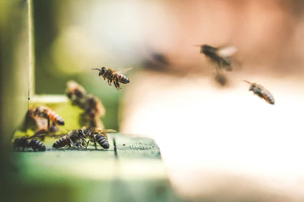 Bees at a hive by Eric Ward on Unsplash (299684)