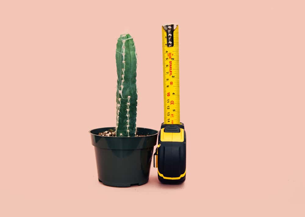 green cactus measure unsplash - charles deluvio 695752