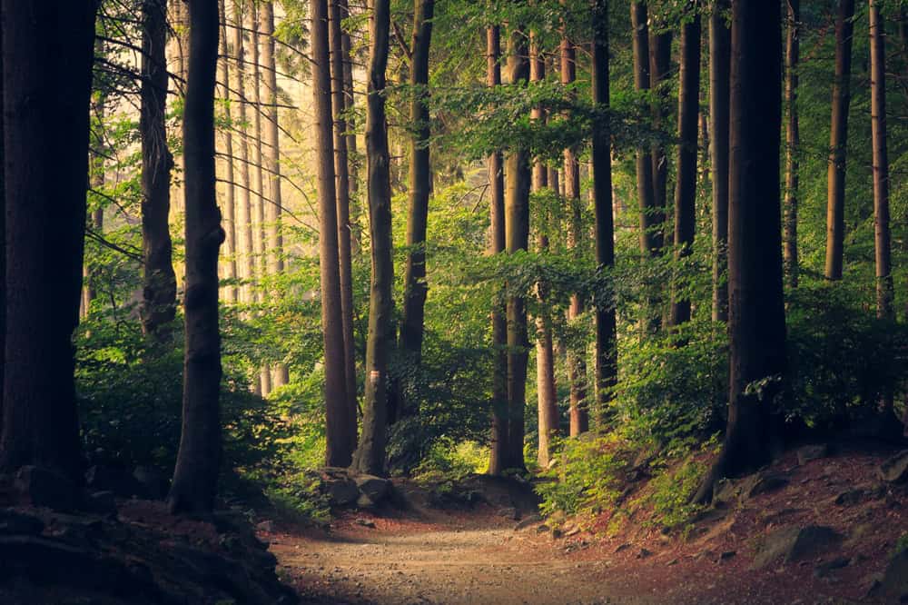forest-trees-by-lukasz-szmigiel-on-unsplash-