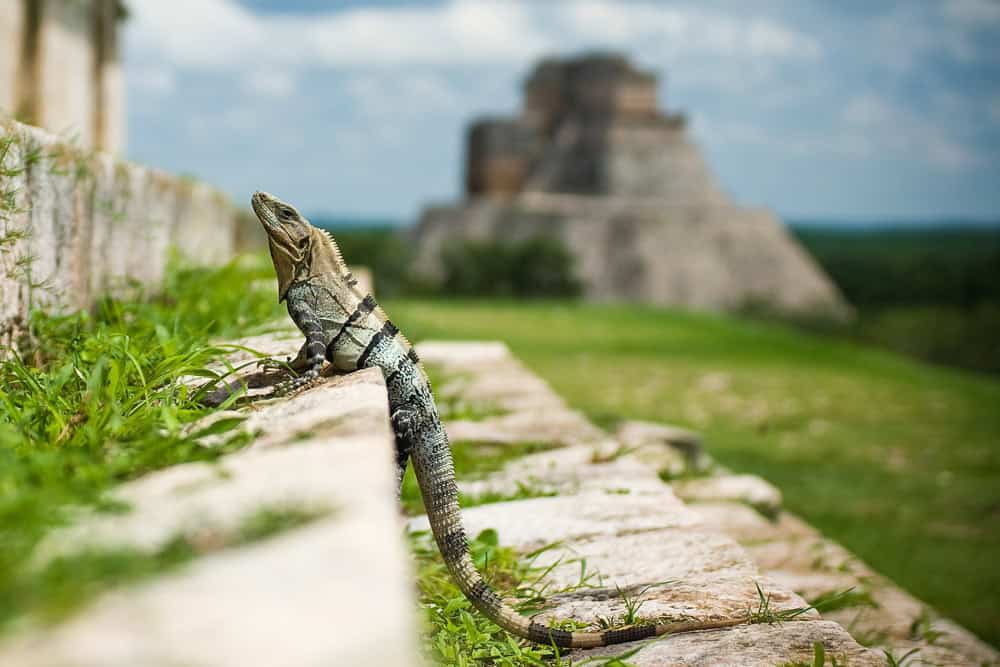 lizard at Uxmal Yucatan Ruinas-Mexico by marv watson 559172 on unsplash