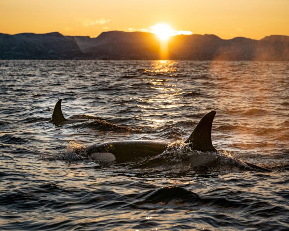 Oceans-Seattle-WA-to-Victoria-BC-via-San-Juan-Island-bart-max-bZW7MKs4-on- unsplash